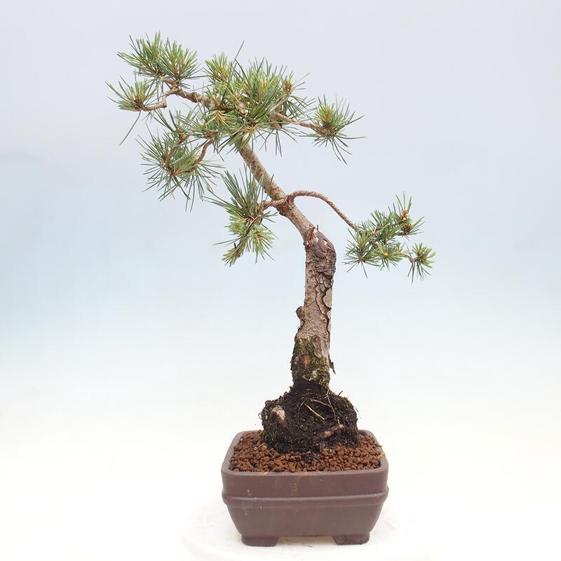 Outdoor bonsai - Pinus Sylvestris - sosna zwyczajna