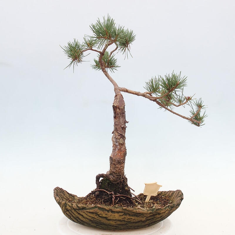 Outdoor bonsai - Pinus Sylvestris - sosna zwyczajna
