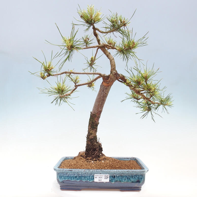 Outdoor bonsai - Pinus Sylvestris - sosna zwyczajna