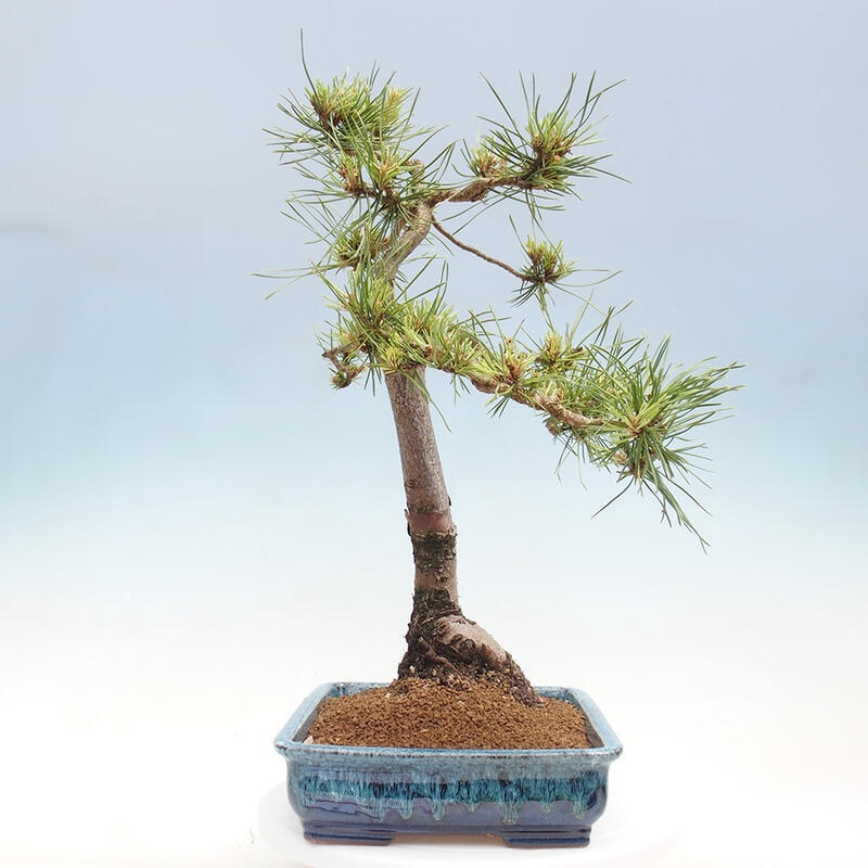 Outdoor bonsai - Pinus Sylvestris - sosna zwyczajna