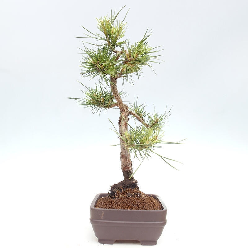 Outdoor bonsai - Pinus Sylvestris - sosna zwyczajna