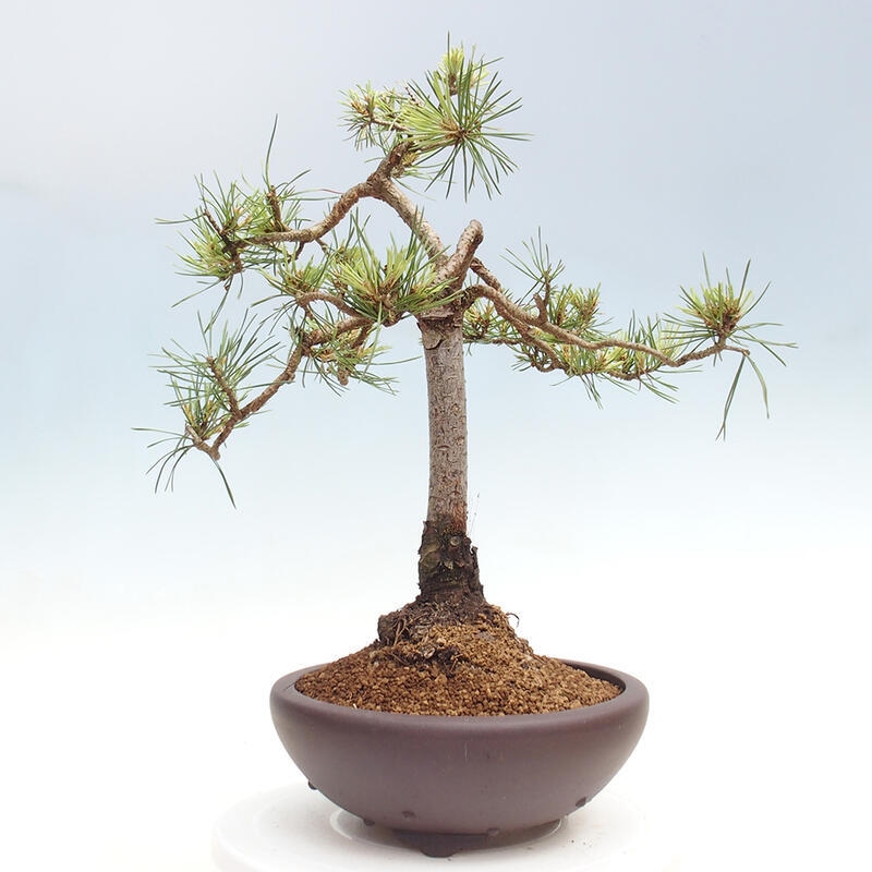 Outdoor bonsai - Pinus Sylvestris - sosna zwyczajna