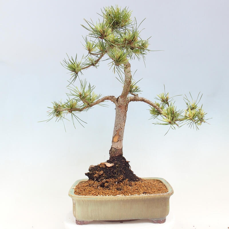 Bonsai zewnętrzne - Pinus Sylvestris Watererri - Sosna leśna