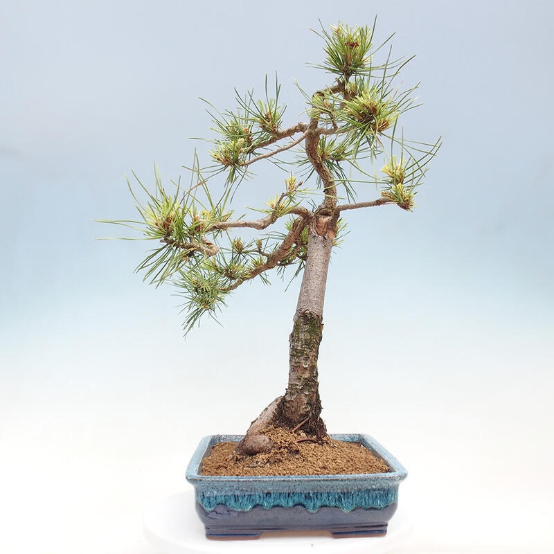 Outdoor bonsai - Pinus Sylvestris - sosna zwyczajna