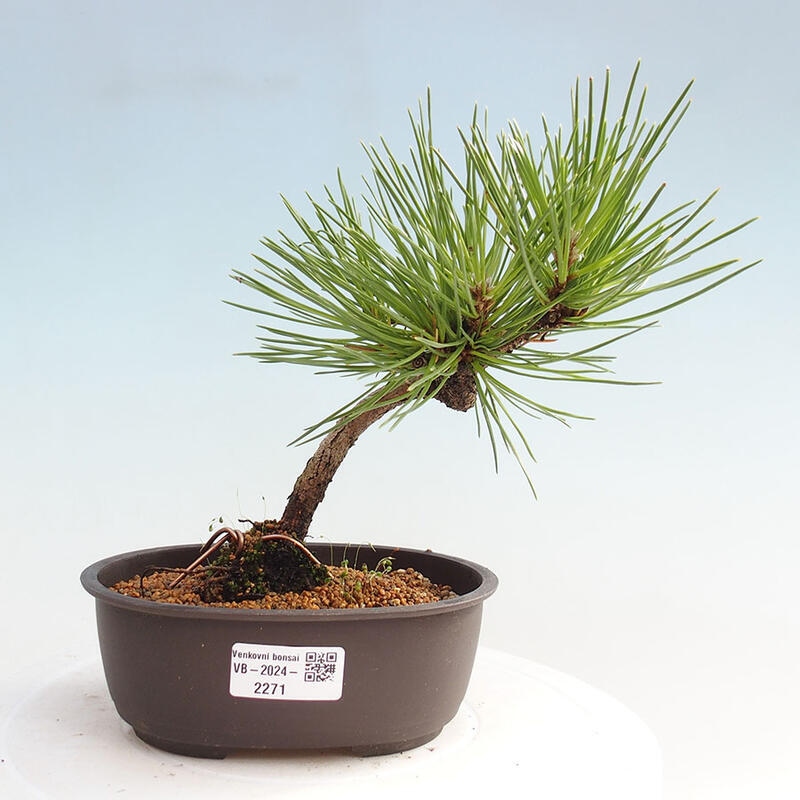 Bonsai ogrodowe - Pinus thunbergii - Sosna Thunbergia