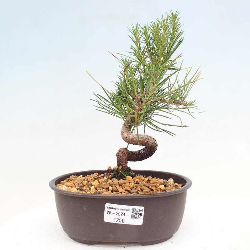 Bonsai ogrodowe - Pinus thunbergii - Sosna Thunbergia