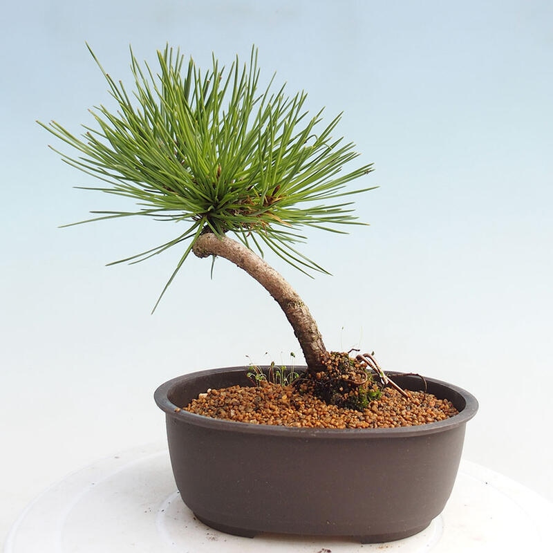 Bonsai ogrodowe - Pinus thunbergii - Sosna Thunbergia