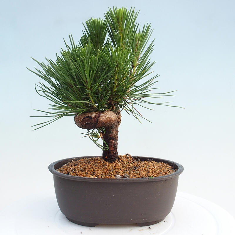 Bonsai ogrodowe - Pinus thunbergii - Sosna Thunbergia