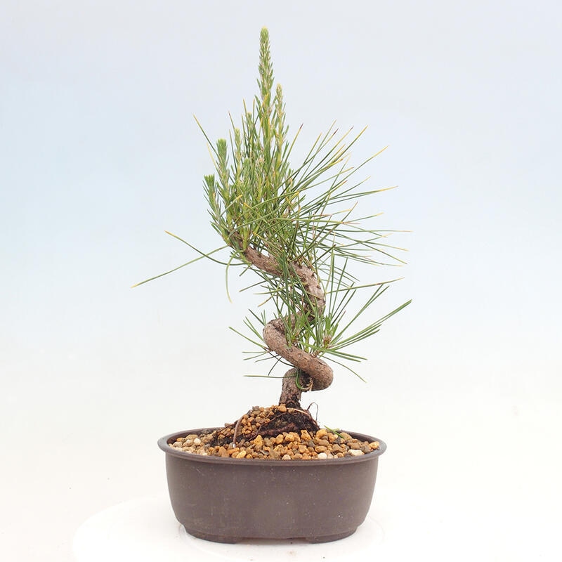 Bonsai ogrodowe - Pinus thunbergii - Sosna Thunbergia