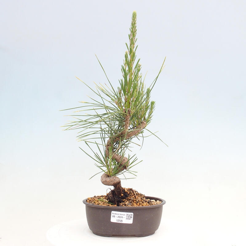 Bonsai ogrodowe - Pinus thunbergii - Sosna Thunbergia