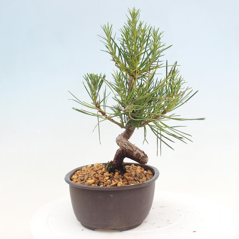 Bonsai ogrodowe - Pinus thunbergii - Sosna Thunbergia