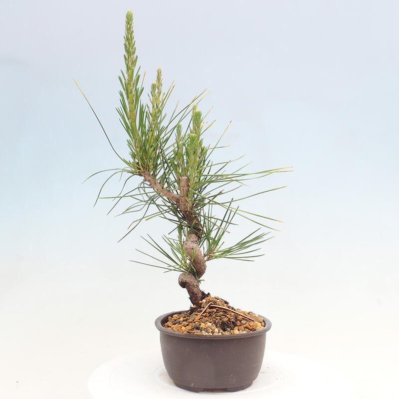 Bonsai ogrodowe - Pinus thunbergii - Sosna Thunbergia