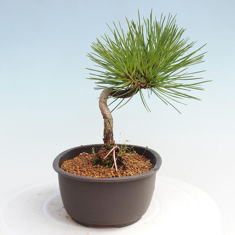 Bonsai ogrodowe - Pinus thunbergii - Sosna Thunbergia