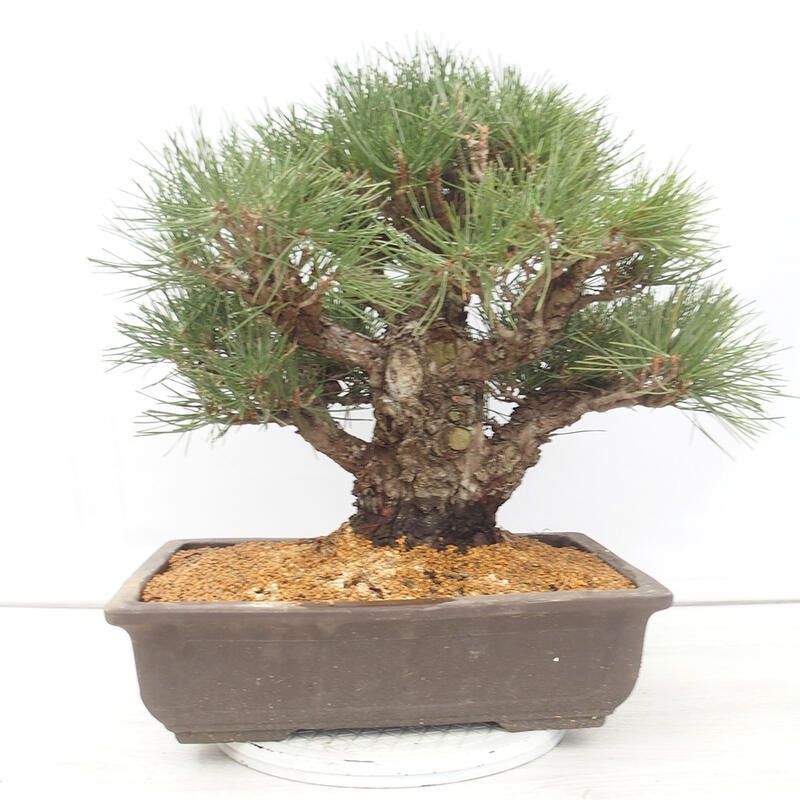Bonsai ogrodowe - Pinus thunbergii - Sosna Thunberg