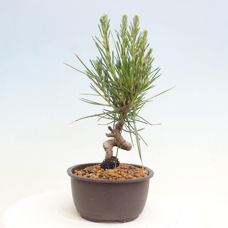 Bonsai ogrodowe - Pinus thunbergii - Sosna Thunbergia
