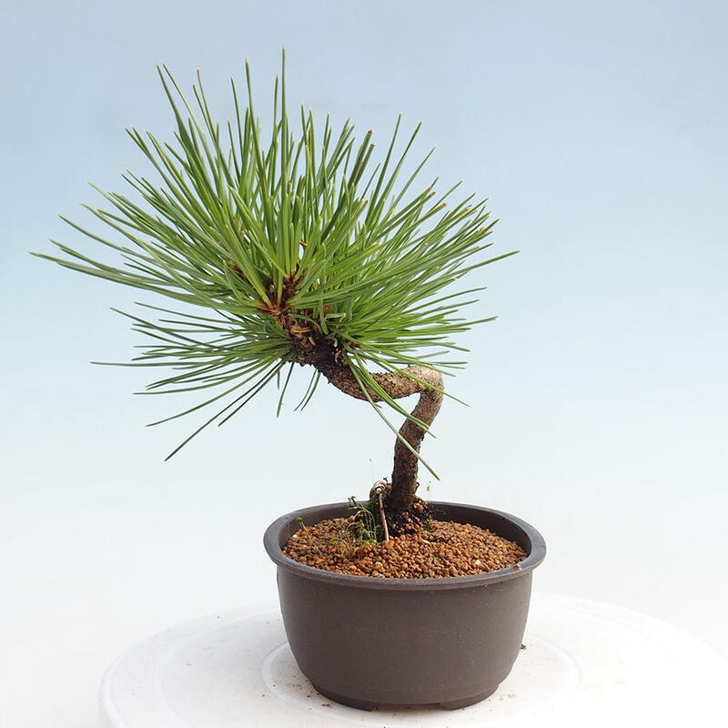 Bonsai ogrodowe - Pinus thunbergii - Sosna Thunbergia