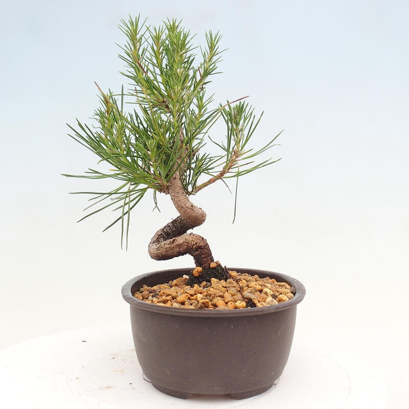 Bonsai ogrodowe - Pinus thunbergii - Sosna Thunbergia