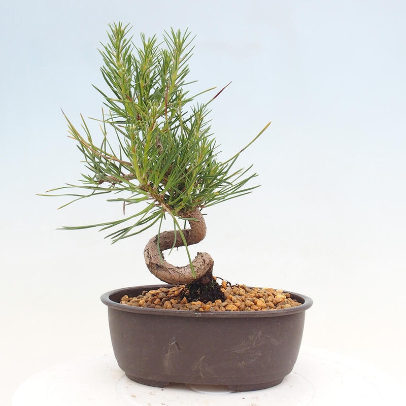 Bonsai ogrodowe - Pinus thunbergii - Sosna Thunbergia