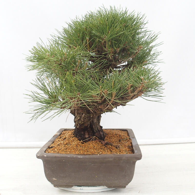 Bonsai ogrodowe - Pinus thunbergii - Sosna Thunberg