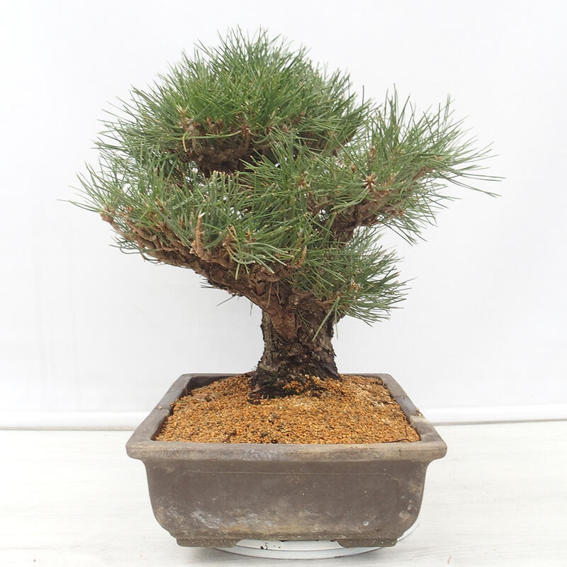 Bonsai ogrodowe - Pinus thunbergii - Sosna Thunberg