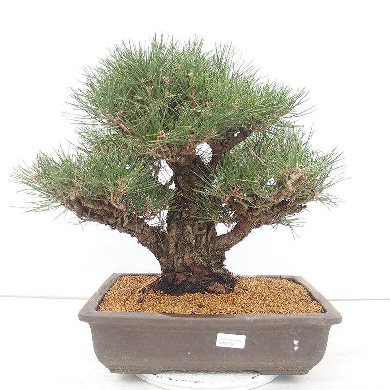 Bonsai ogrodowe - Pinus thunbergii - Sosna Thunberg