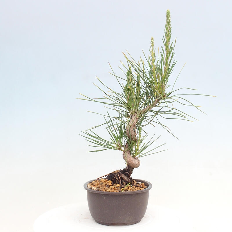 Bonsai ogrodowe - Pinus thunbergii - Sosna Thunbergia