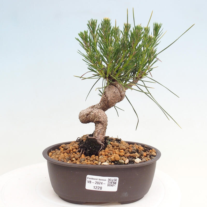Bonsai ogrodowe - Pinus thunbergii - Sosna Thunbergia