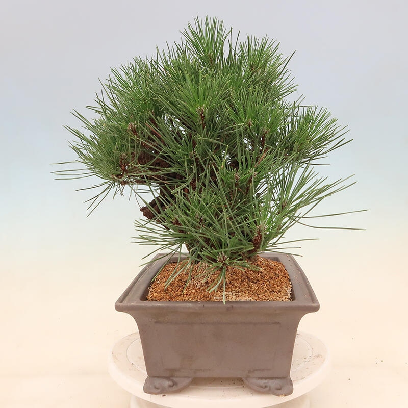 Outdoor bonsai - Pinus thunbergii corticosa - korka sosny