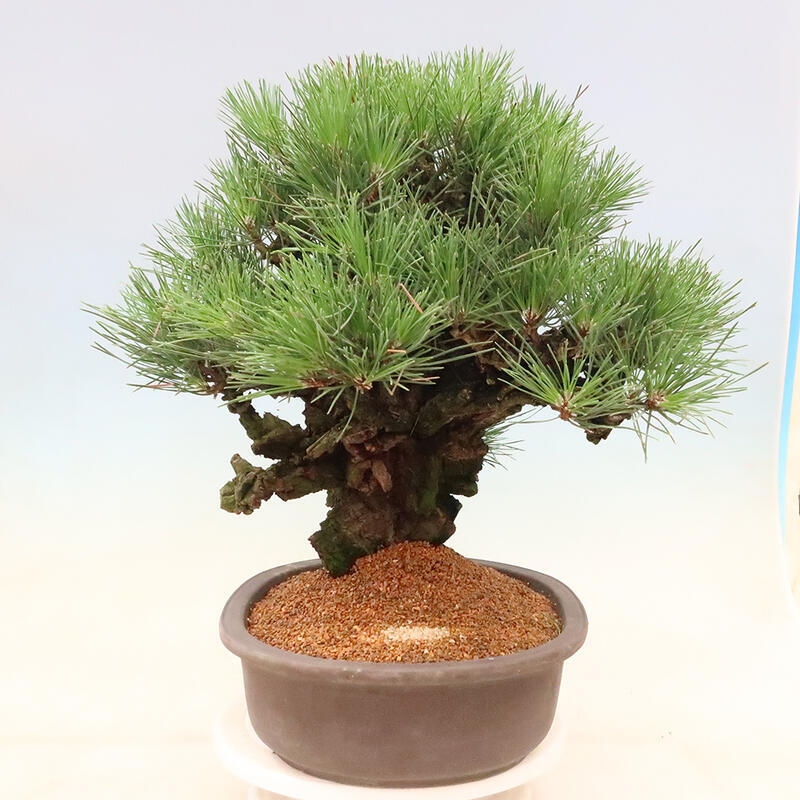 Outdoor bonsai - Pinus thunbergii corticosa - korka sosny