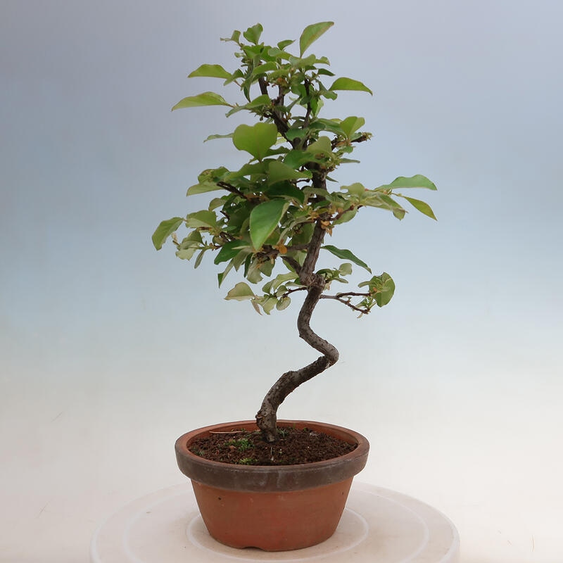 Outdoor bonsai - Pseudocydonia sinensis - chińska pigwa