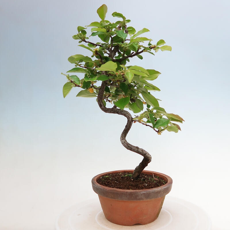 Outdoor bonsai - Pseudocydonia sinensis - chińska pigwa