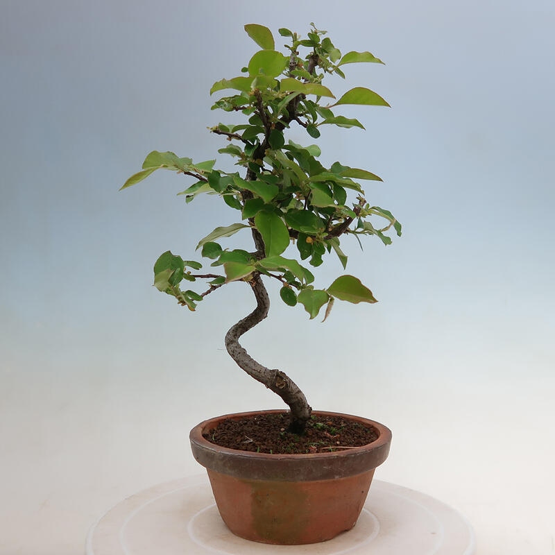 Outdoor bonsai - Pseudocydonia sinensis - chińska pigwa