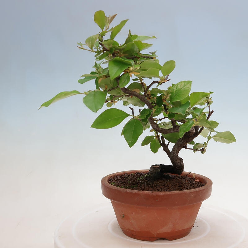 Outdoor bonsai - Pseudocydonia sinensis - chińska pigwa