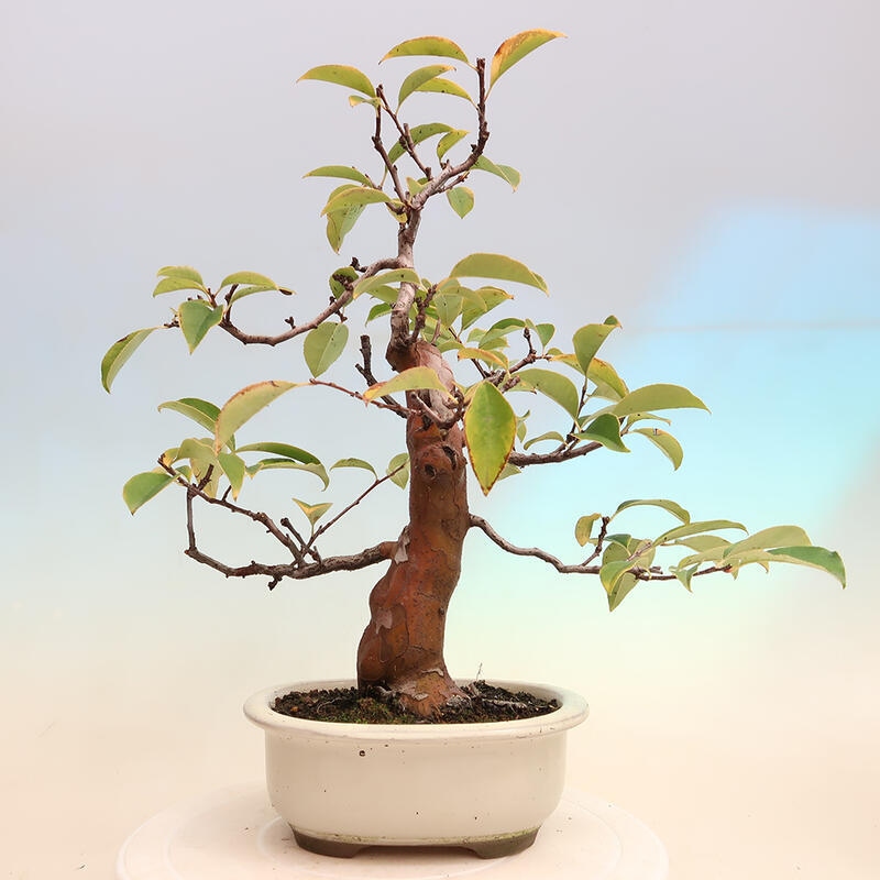 Outdoor bonsai - Pseudocydonia sinensis - Pigwa chińska