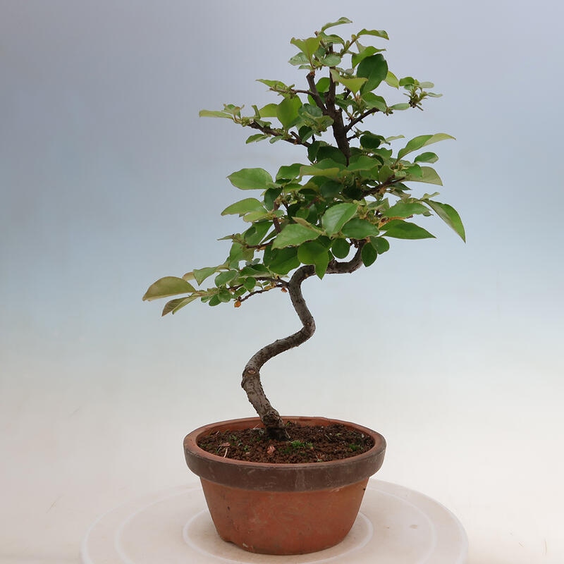 Outdoor bonsai - Pseudocydonia sinensis - chińska pigwa