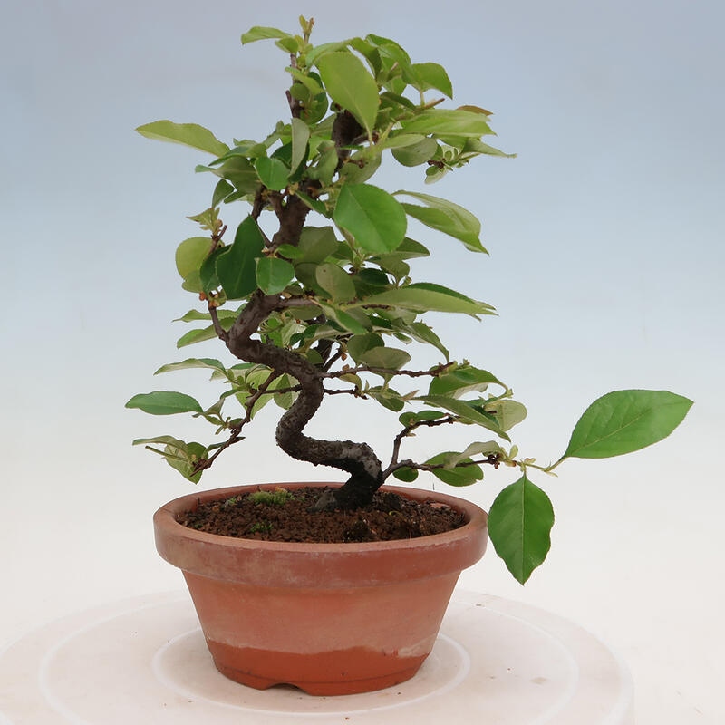 Outdoor bonsai - Pseudocydonia sinensis - chińska pigwa