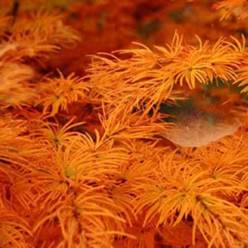 Bonsai zewnętrzne - Pseudolarix amabis-Pseudolarix amabis