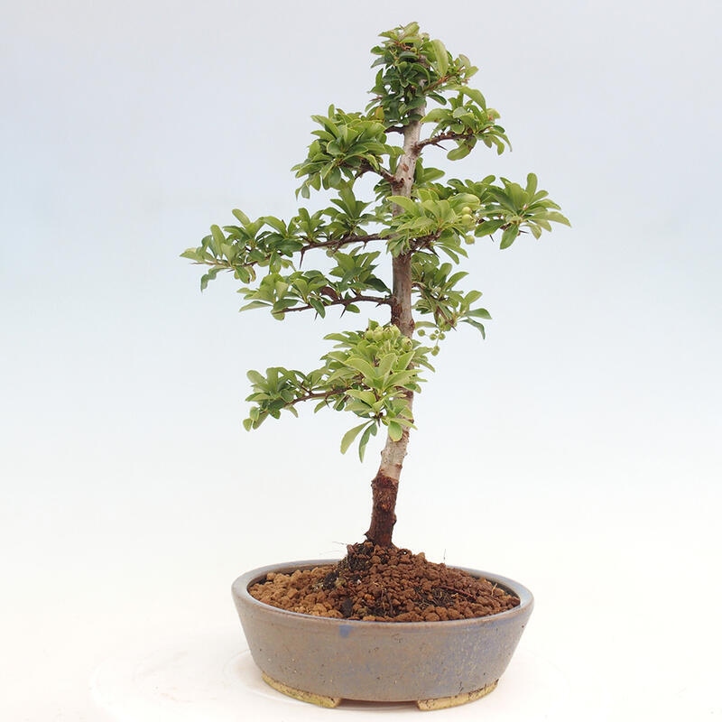 Bonsai zewnętrzne - Pyracantha teton - Szkarłatny głóg