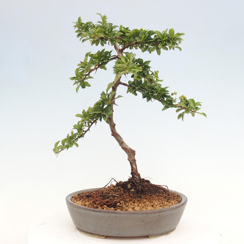 Bonsai zewnętrzne - Pyracantha teton - Szkarłatny głóg