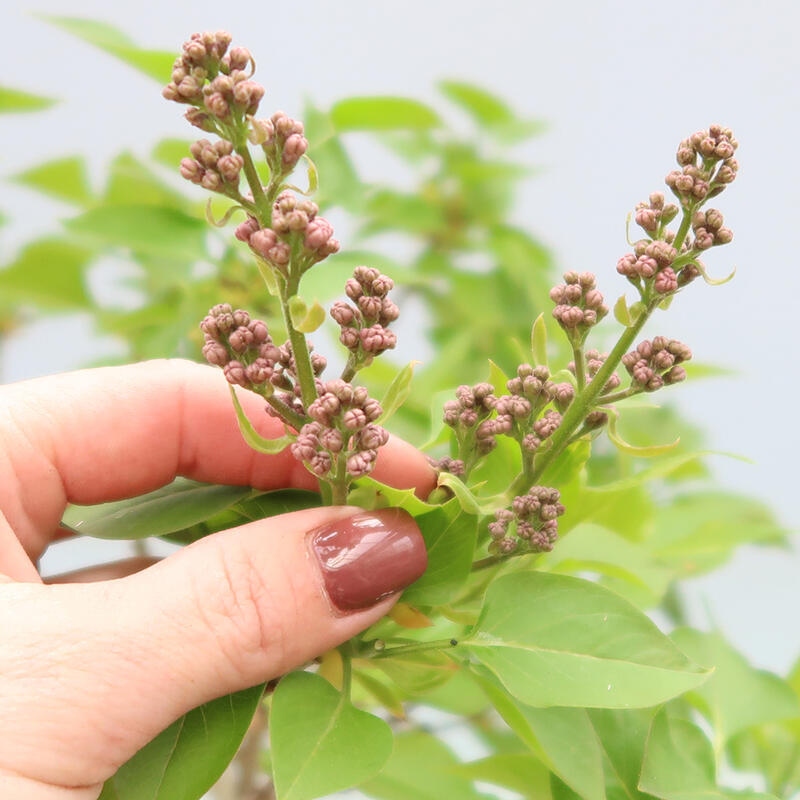 Bonsai zewnętrzne - Liliowiec - Syringa vulgaris