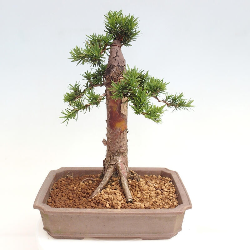 Bonsai na zewnątrz - Taxus cuspidata - cis japoński