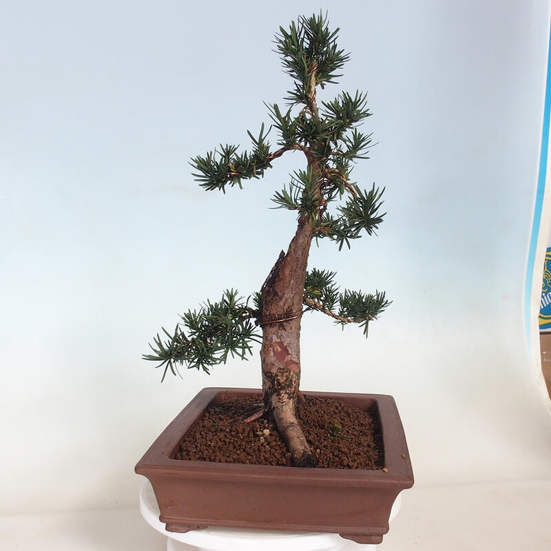 Bonsai na zewnątrz - Taxus cuspidata - cis japoński