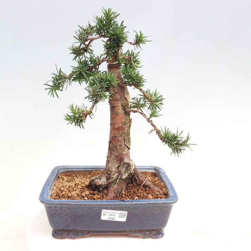 Bonsai na zewnątrz - Taxus cuspidata - cis japoński