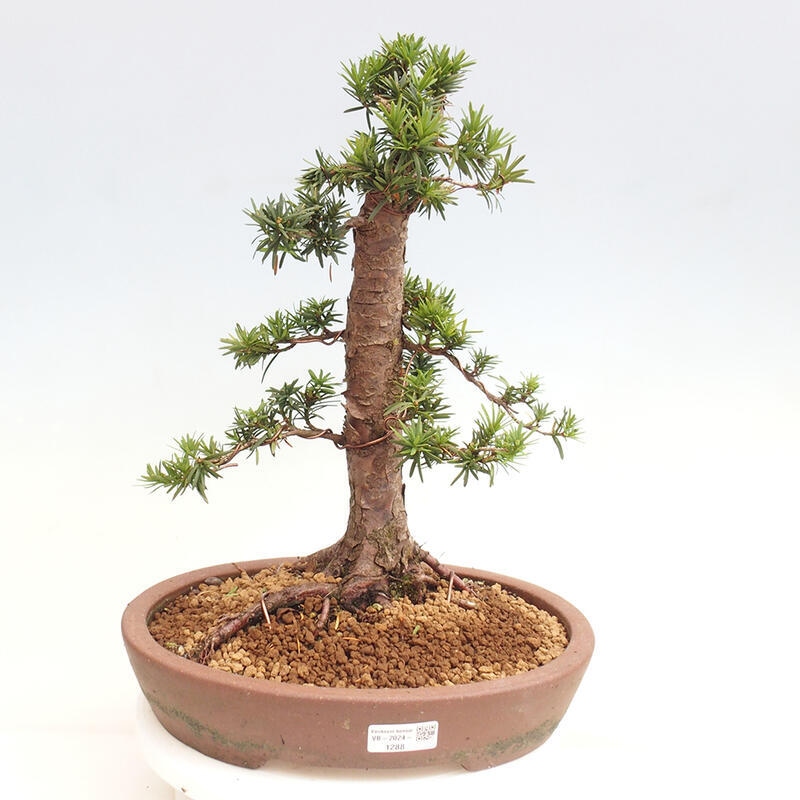 Bonsai na zewnątrz - Taxus cuspidata - cis japoński