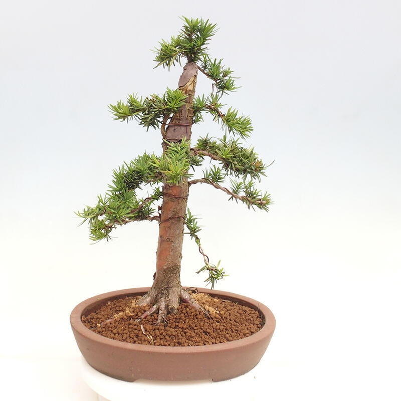 Bonsai na zewnątrz - Taxus cuspidata - cis japoński