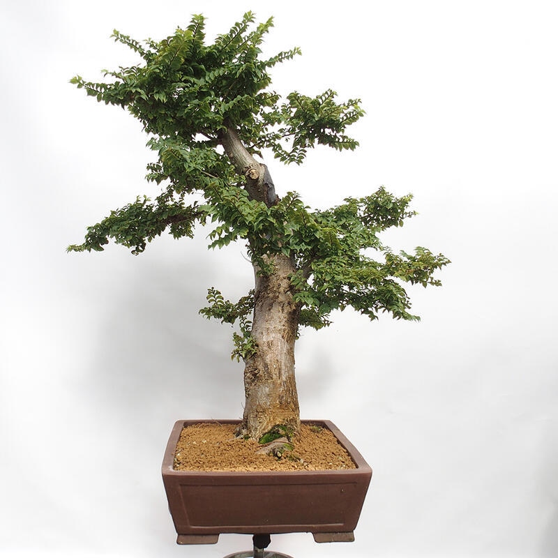 Bonsai zewnętrzne - Ulmus Elegantissima Jack. Hillier-Elm elegancki