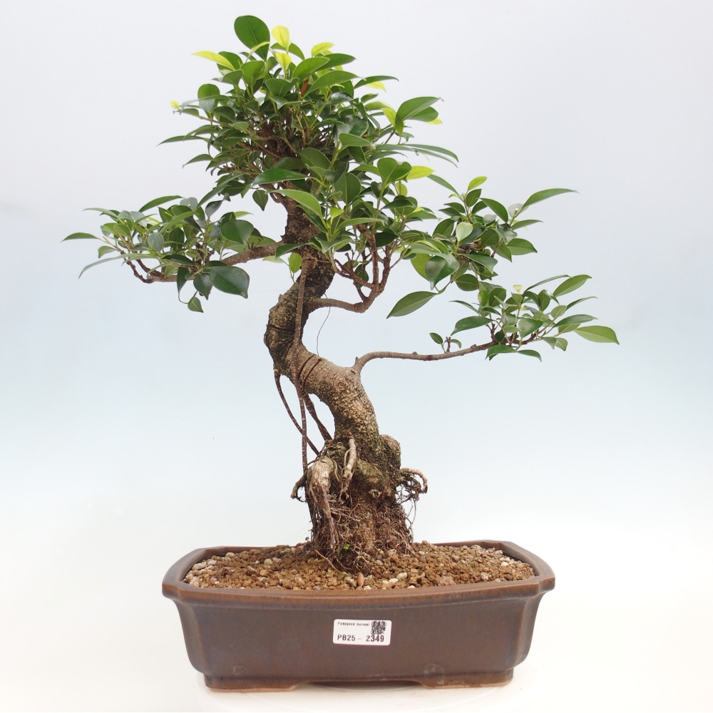 Kryty bonsai - Ficus kimmen - figowiec drobnolistny