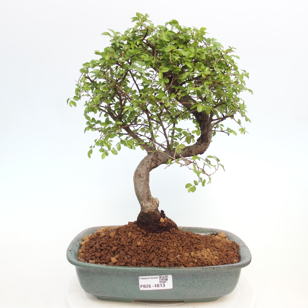 Pokój bonsai - Ulmus parvifolia - Wiąz drobnolistny