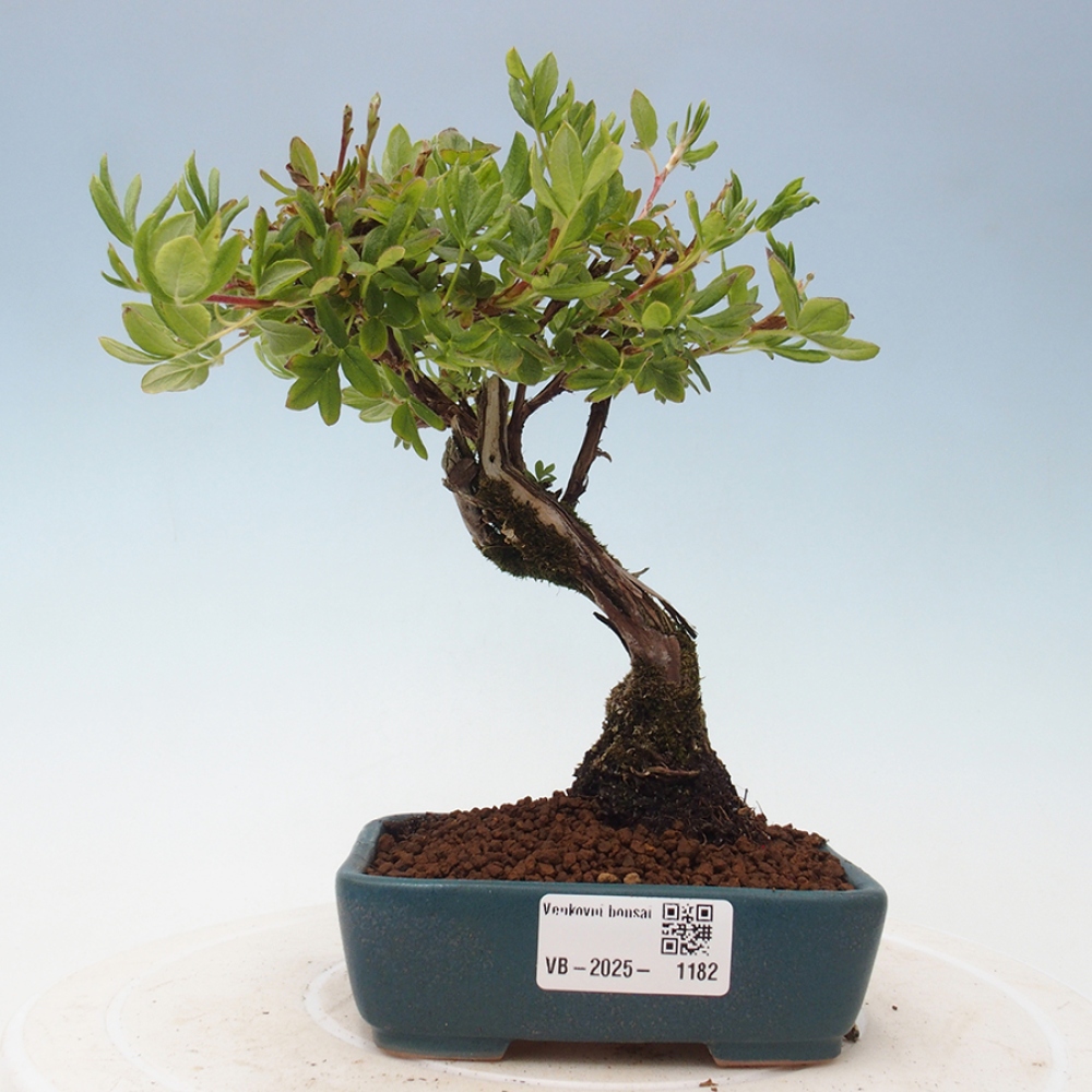 Outdoor bonsai-Pięciolistnik - Potentila fruticosa żółty Ptak