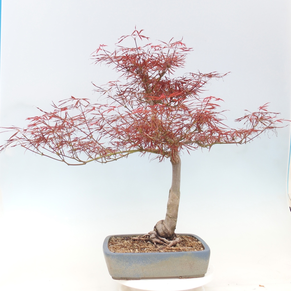 Bonsai zewnętrzne - Acer palmatum RED PYGMY